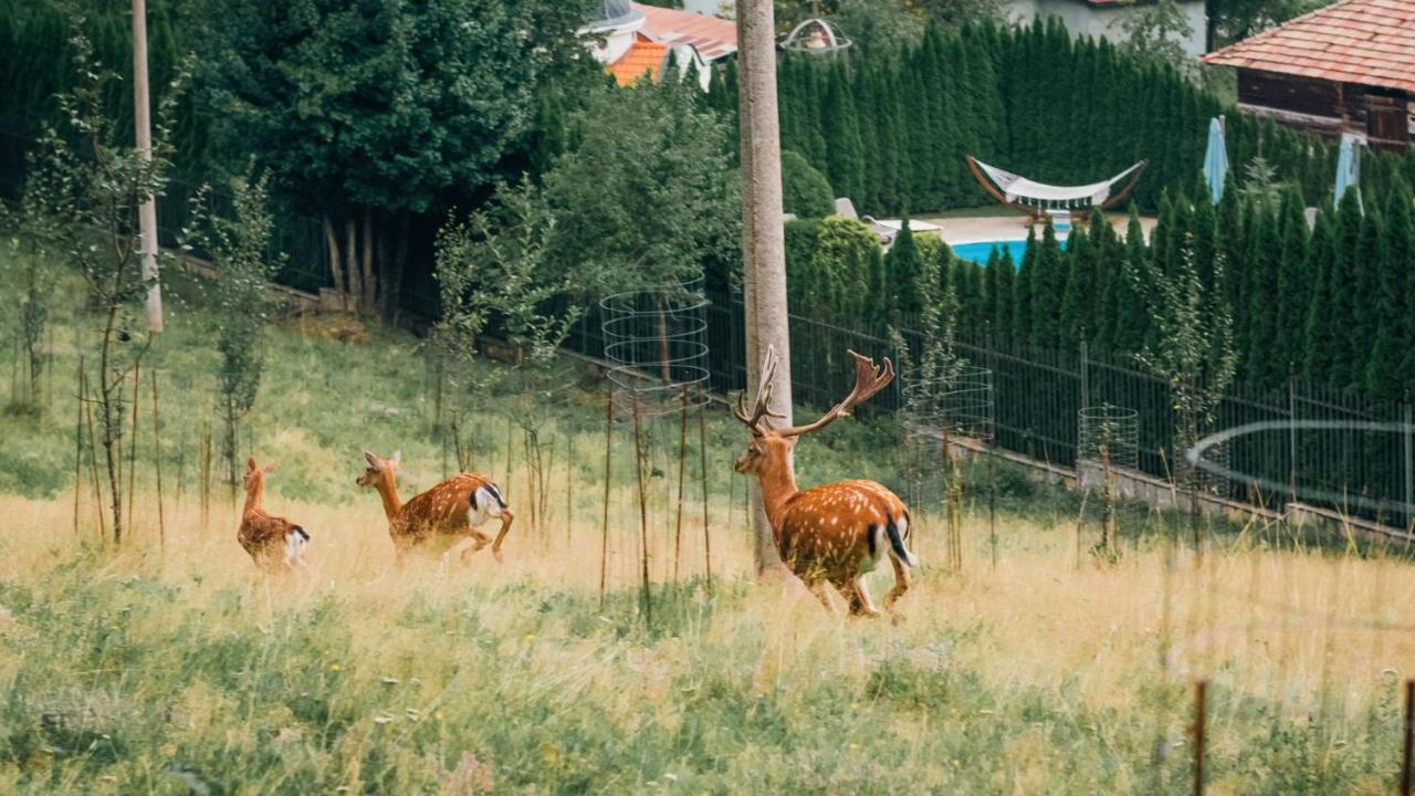 Chalet Balkan Valevci Kültér fotó