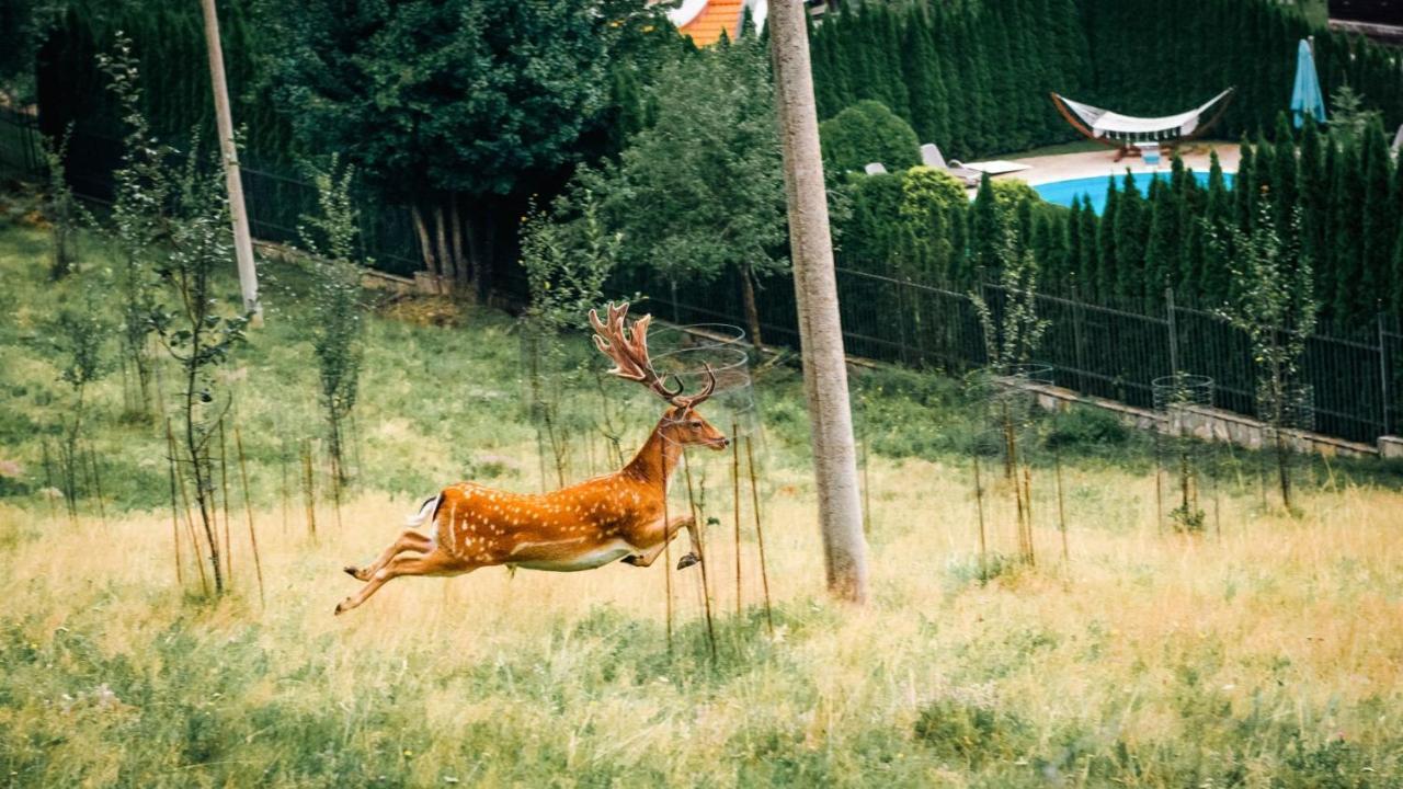 Chalet Balkan Valevci Kültér fotó